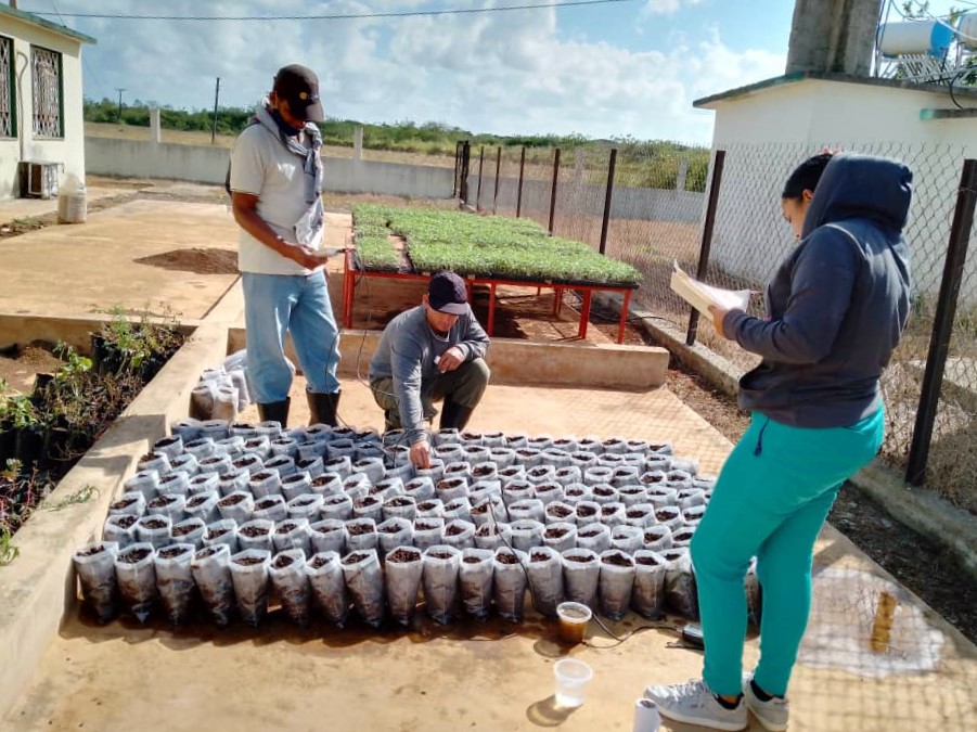 Nuevos experimentos en Indio Hatuey