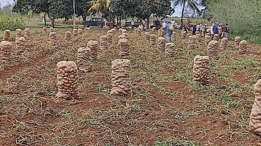 En la Estación Experimental de Pastos y Forrajes Indio Hatuey, de Matanzas, desarrollan una tecnología para la producción de papa ecológica.