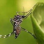 Batalla contra el mosquito aedes aegypti y las arbovirosis