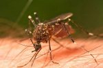 Continúan acciones higiénico epidemiológicas en Matanzas ante presencia de Chikungunya