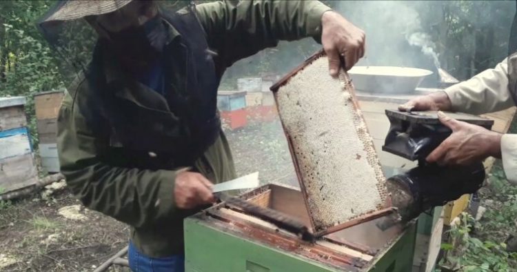Los apicultores de Matanzas mantienen su ímpetu productivo al comercializar con el Estado cubano 1 138t de miel al cierre de agosto último.