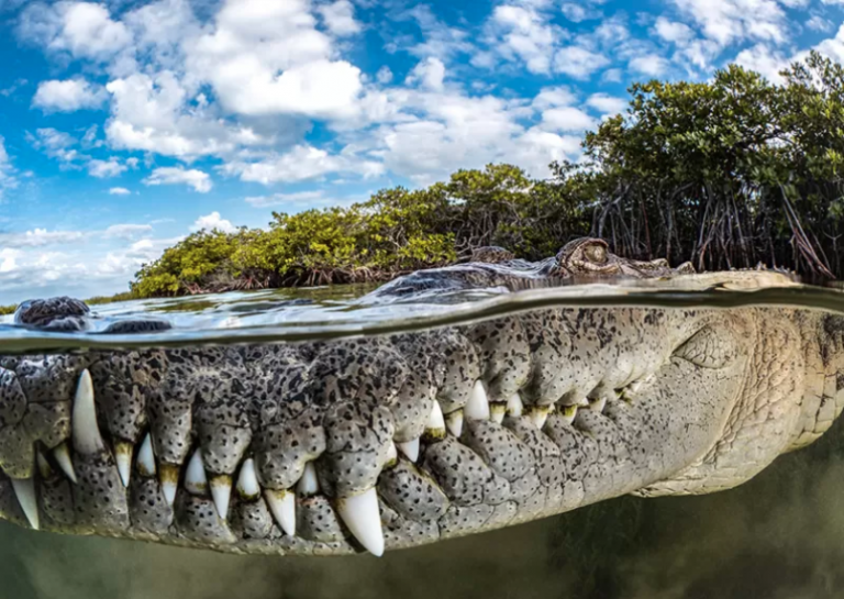 Tanya Houppermans fue la gran ganadora de los premios Mangrove Photography de este año, por su primer plano de un cocodrilo cubano.