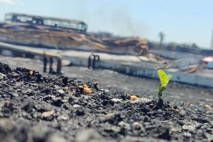 La vida vuelve a nacer en la Base de Supertanqueros de Matanzas. Foto: Roberto Jesús Hernández Hernández