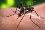 Cortarle a tiempo las alas a la epidemia