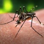Cortarle a tiempo las alas a la epidemia