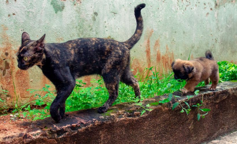 Mascotas: bondades y responsabilidades que vienen en cuatro patas