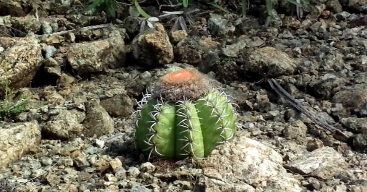 Matanzas Incógnita: El Melocactus Matanzanus Léon