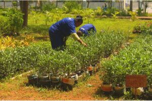 Los trabajadores de la Empresa Agroforestal Matanzas exportaron este año casi 900 toneladas de carbón vegetal para diversos destinos.