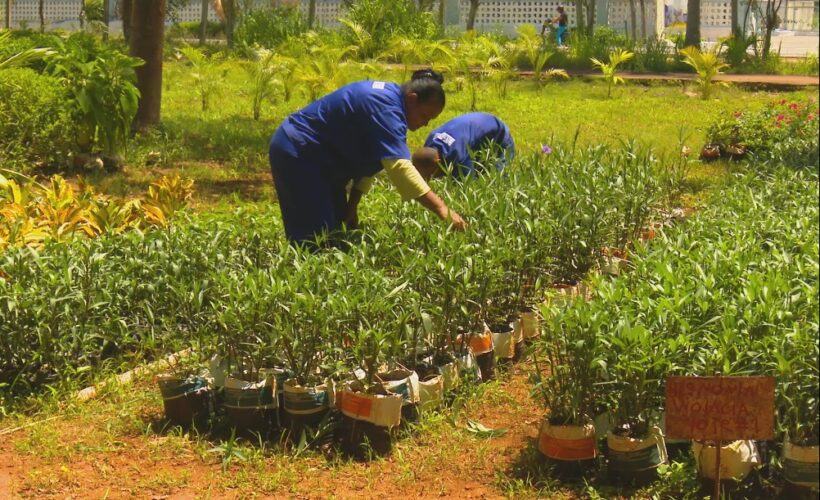 Los trabajadores de la Empresa Agroforestal Matanzas exportaron este año casi 900 toneladas de carbón vegetal para diversos destinos.