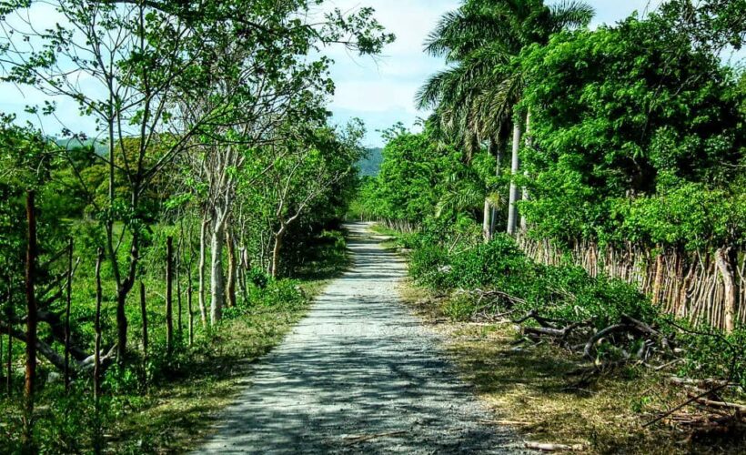 Siempre disfrutaba caminar en total soledad con los sentidos bien abiertos para captar cada sonido, olor y color que me llegaba desde la espesura del bosque.