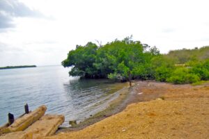 Emplean imágenes satelitales para monitorear manglares en Ciénaga de Majaguillar