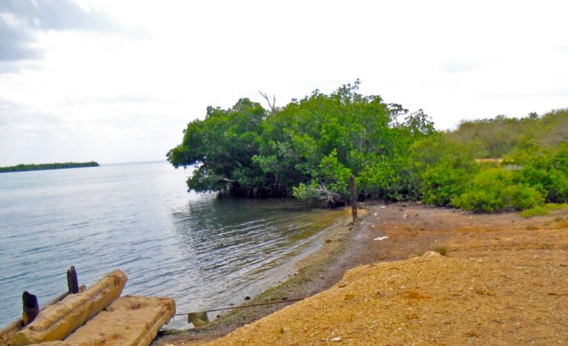 Emplean imágenes satelitales para monitorear manglares en Ciénaga de Majaguillar