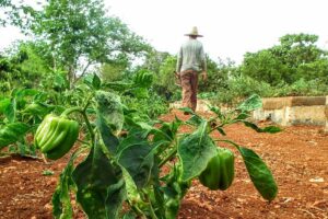 Héctor, campesino matancero