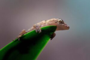 Los geckos son admirados por su capacidad única para trepar por superficies verticales y techos