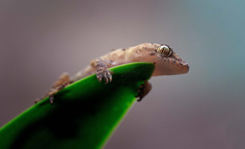 Los geckos son admirados por su capacidad única para trepar por superficies verticales y techos