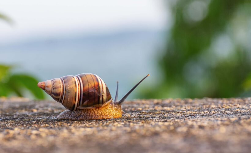 Estos pequeños exploradores del mundo, los caracoles, nos invitan a sumergirnos en un universo donde el tiempo se desliza con calma y la vida se desarrolla en un ritmo tranquilo.