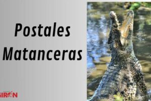 Desde hace muchísimos años no se ven cocodrilos en el río Canímar, aunque algunos pescadores aseguran que nunca existieron en la caudalosa arteria fluvial.