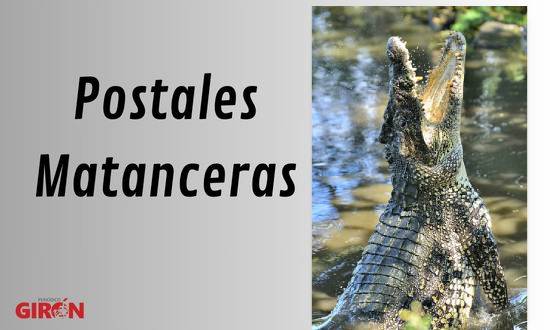 Desde hace muchísimos años no se ven cocodrilos en el río Canímar, aunque algunos pescadores aseguran que nunca existieron en la caudalosa arteria fluvial.