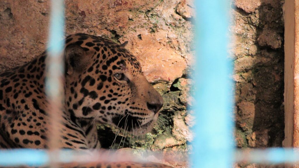 En un intercambio realizado hace apenas algunos días con el Zoológico Nacional de Cuba arribaron al Parque Watkin nuevas especies, entre ellos varios ejemplares exóticos