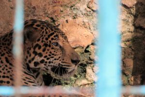 En un intercambio realizado hace apenas algunos días con el Zoológico Nacional de Cuba arribaron al Parque Watkin nuevas especies, entre ellos varios ejemplares exóticos