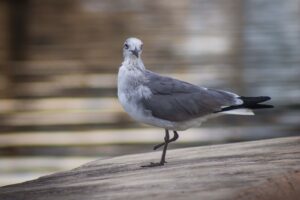 Aves de mi ciudad