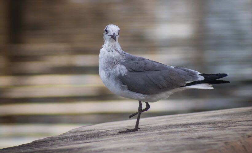 Aves de mi ciudad