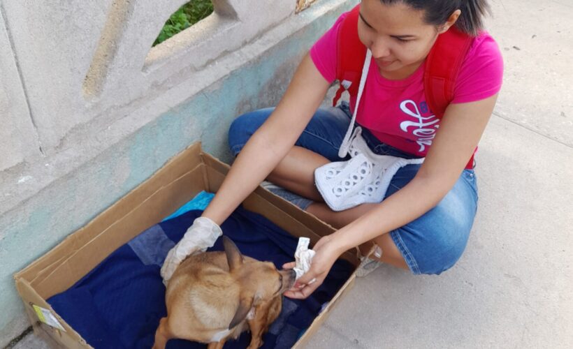 Garantizar hogar a mascotas, reto de Bienestar Animal Matanzas. Septiembre