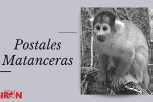 Postales Matanceras: Monos en la ciudad