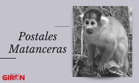 Postales Matanceras: Monos en la ciudad