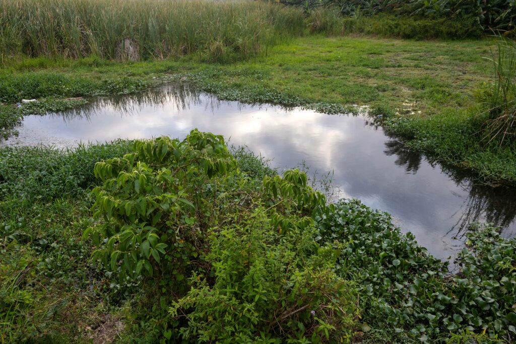 Cuentos de Camino: Las aguas del güije