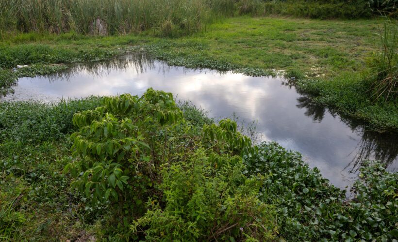 Cuentos de Camino: Las aguas del güije