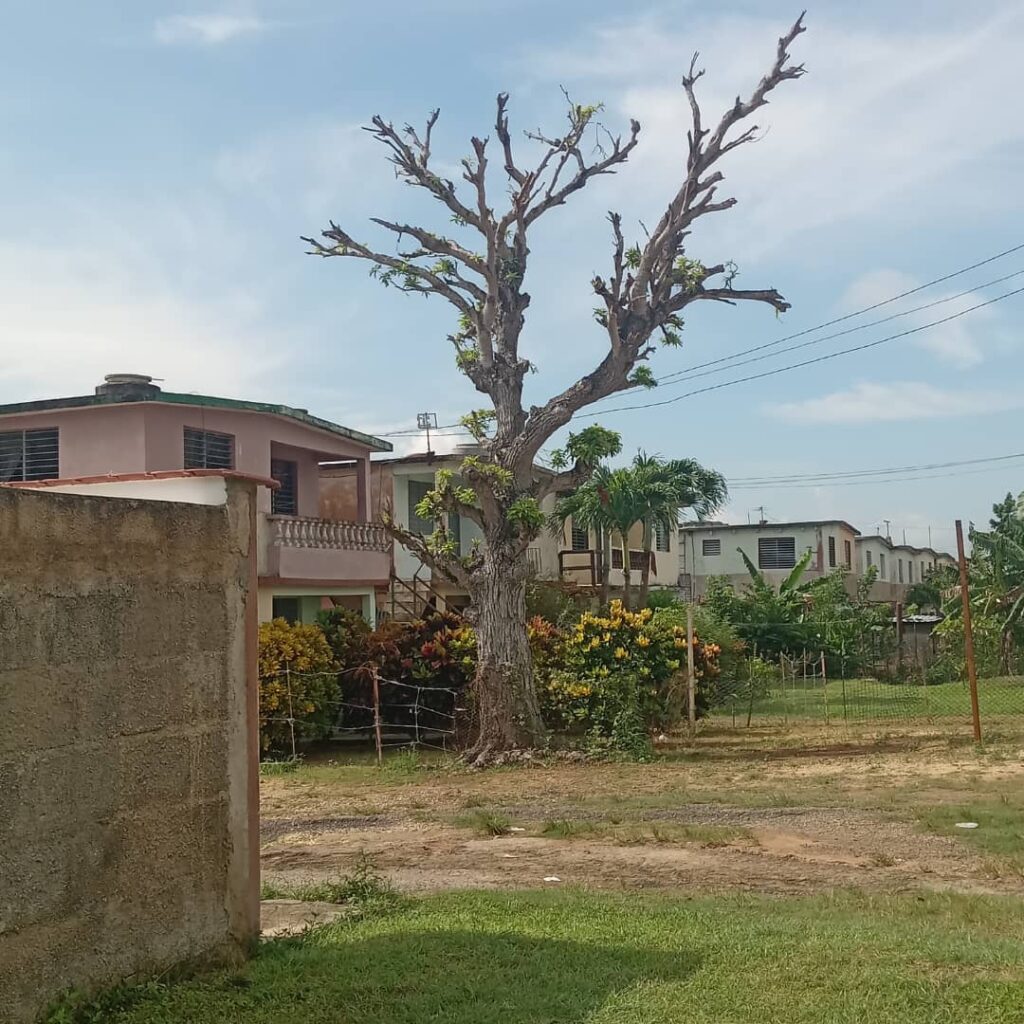 Postales Matanceras: El último de los zapotes