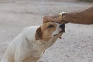 Los amores perros