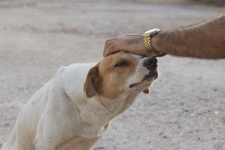 Los amores perros