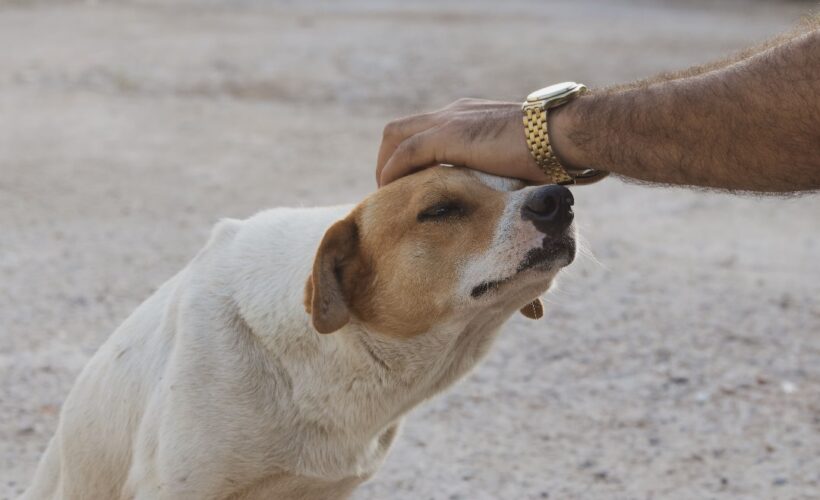 Los amores perros