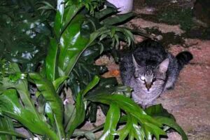 La mirada acechante de un gato tuerto