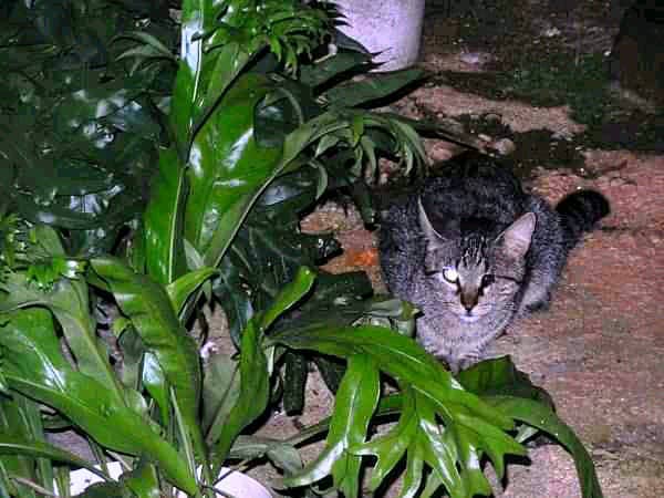 La mirada acechante de un gato tuerto