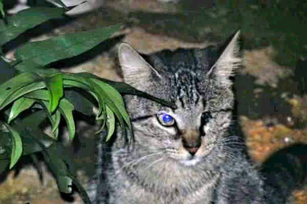 La mirada acechante de un gato tuerto