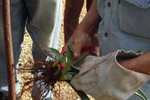 Renacer del Henequén en Matanzas