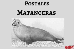 Una foca en Ciénaga de Zapata