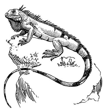 Misteriosa iguana