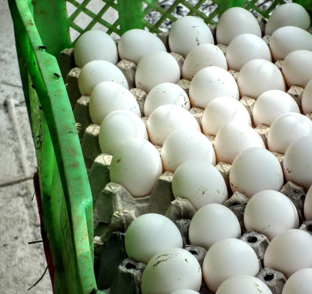 Producción de huevos en finca San José. Foto: Arnaldo Mirabal