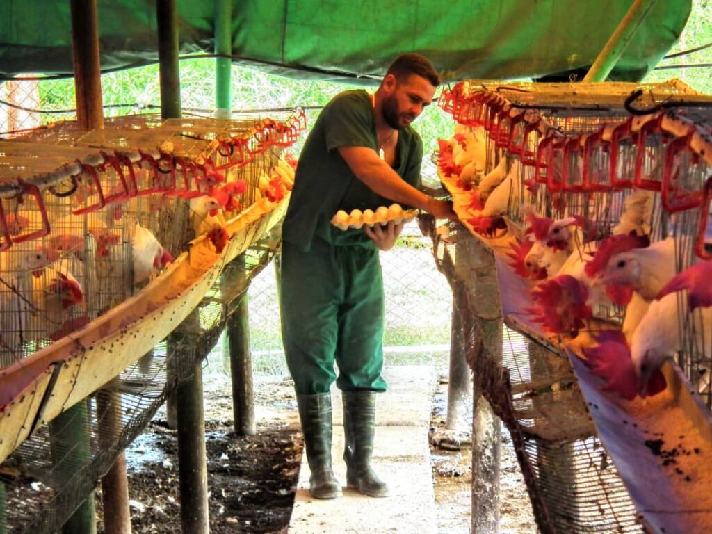 Producción de huevos en finca San José. Foto: Arnaldo Mirabal