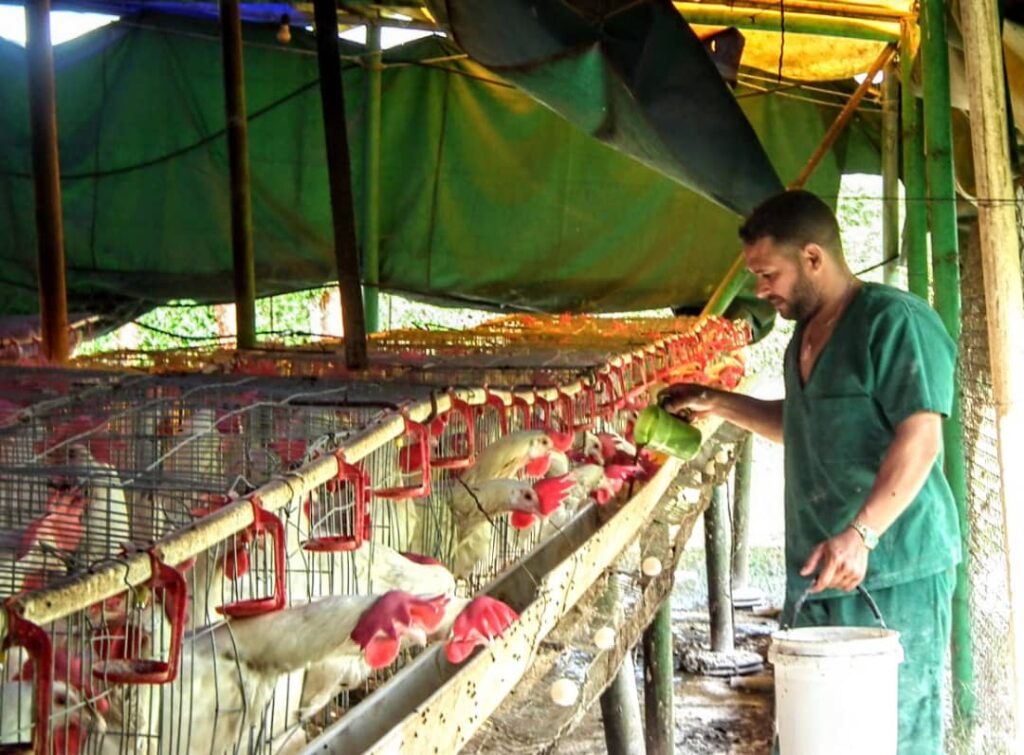 Producción de huevos en finca San José. Foto: Arnaldo Mirabal