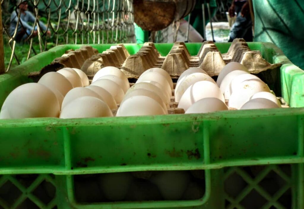 Producción de huevos en finca San José. Foto: Arnaldo Mirabal