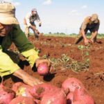 La producción de alimentos, prioridad del gobierno cubano