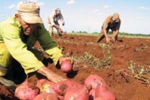 La producción de alimentos, prioridad del gobierno cubano