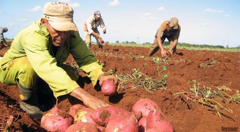 La producción de alimentos, prioridad del gobierno cubano