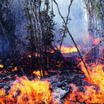 Guardabosques comienzan campaña contra incendios forestales