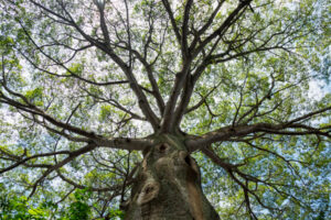 Cuentos de Camino: La ceiba de la Pelirroja